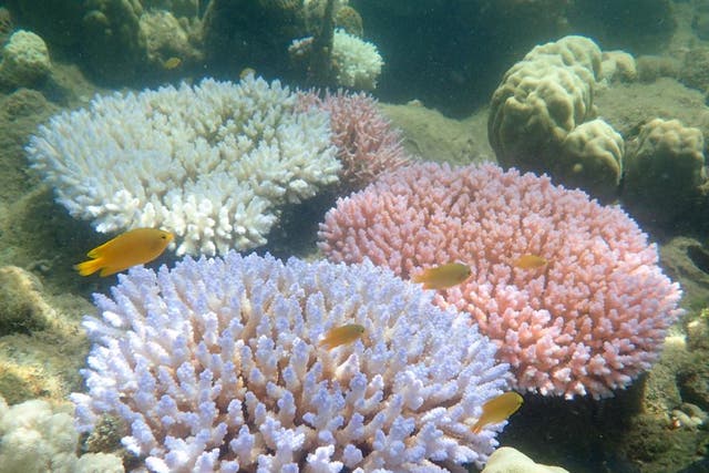 The different colour morphs of Acropora millepora, each exhibiting a bleaching response during mass coral bleaching event.