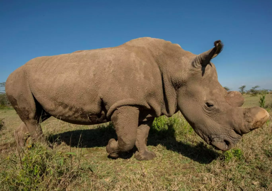 The death of Sudan leaves his daughter and granddaughter as the only living members of their subspecies