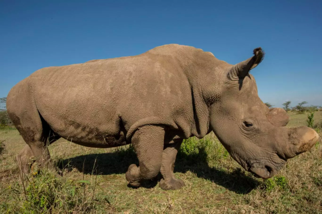 The death of Sudan leaves his daughter and granddaughter as the only living members of their subspecies