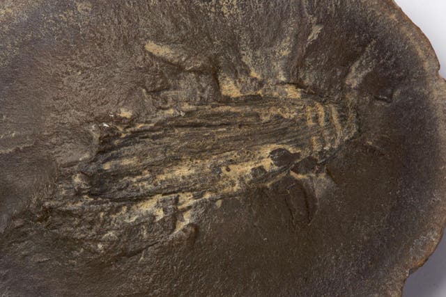 A cockroach fossil found at Coseley, West Midlands, within coal measures that are around 315 million years old