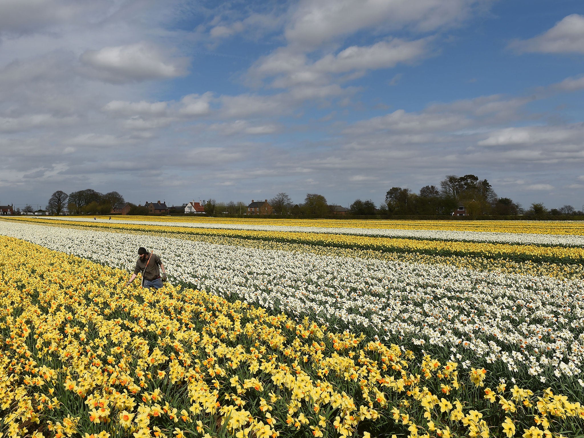 Rows of daffodils at Taylors Bulbs in Holbeach, Lincolnshire