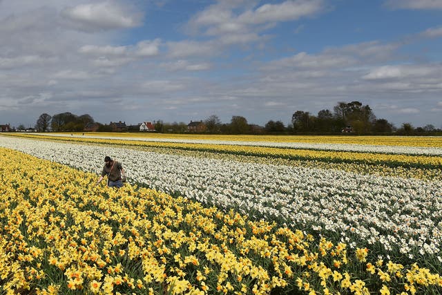 Rows of daffodils at Taylors Bulbs in Holbeach, Lincolnshire