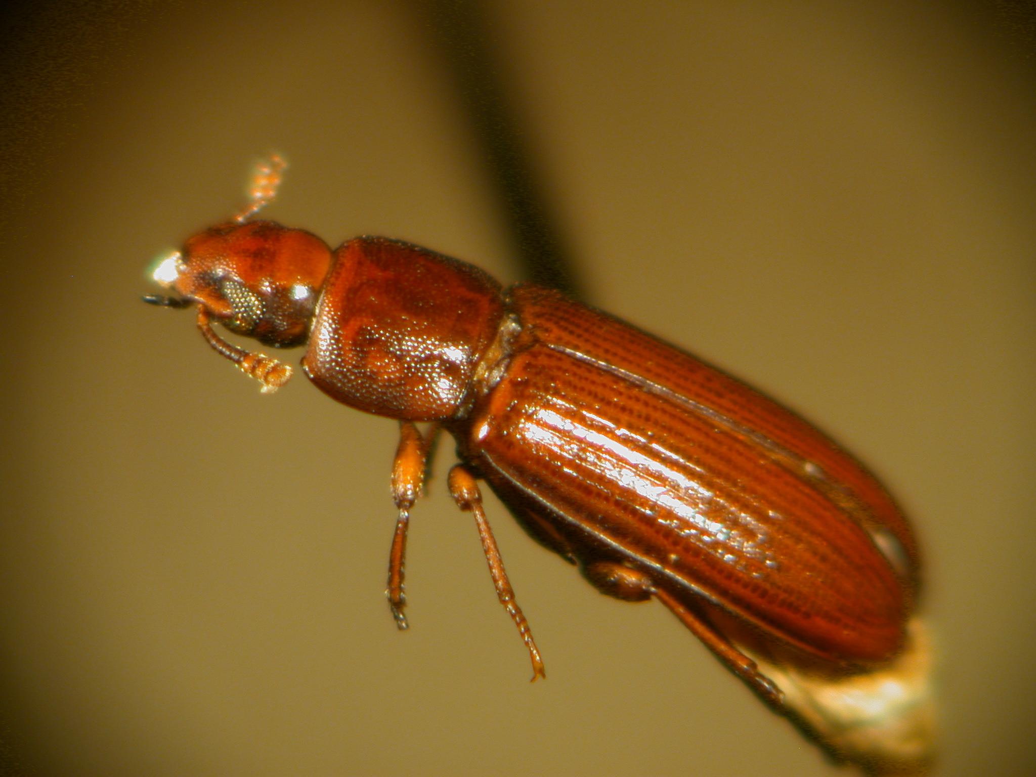 The researchers worked with Tribolium, or flour beetles, a common subject because of its fully sequenced genome