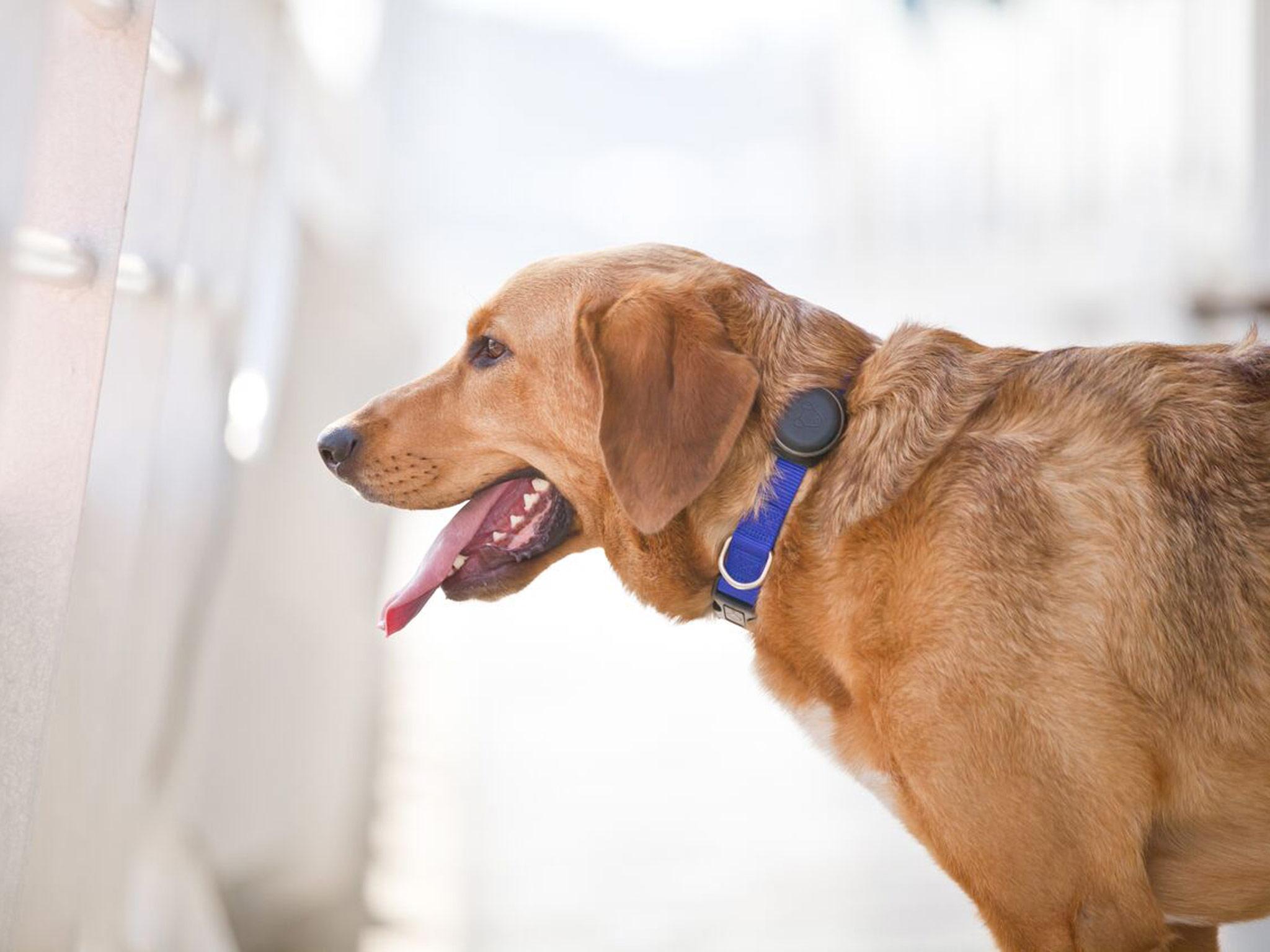 Dog shop collar fitbit