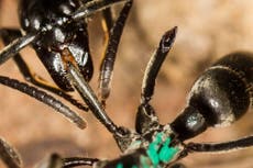 Ants have evolved a complex system of battlefield triage and rescue