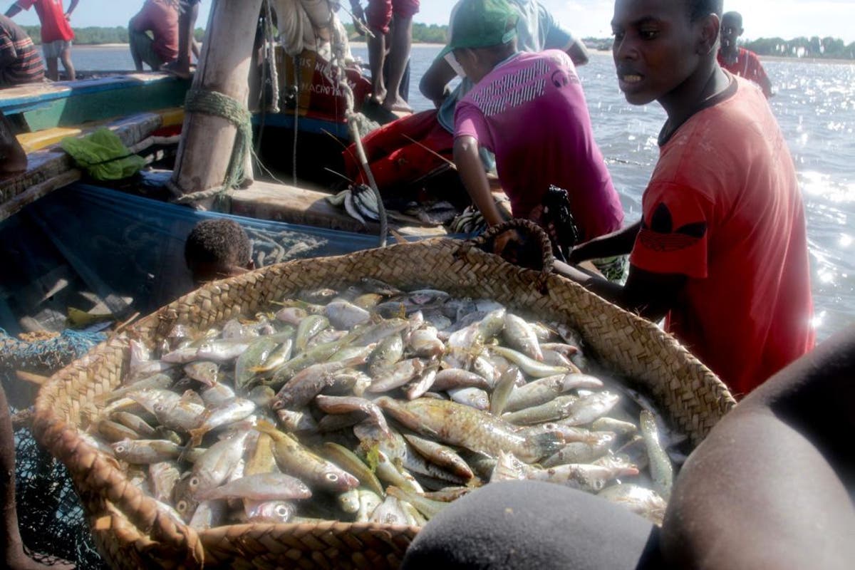 More than one third of fish caught never make it to human stomachs