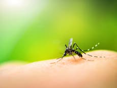 Travellers to the US face threat from mosquito-borne diseases