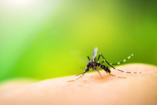 Flight risk: 'Mosquito-borne disease epidemics happen more frequently'