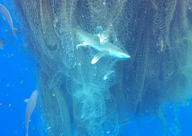 A diver discovered the drifting fishing net off the coast of Grand Cayman