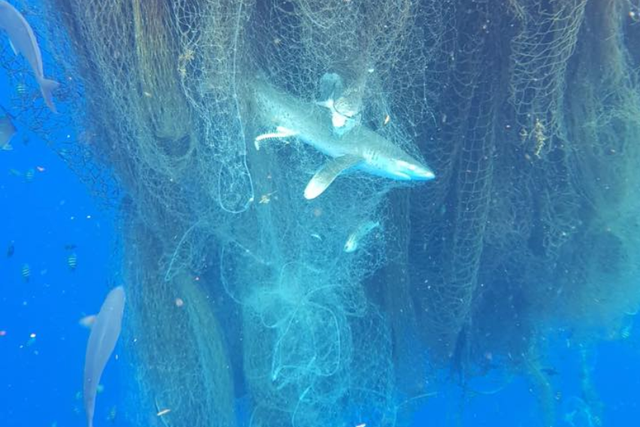 A diver discovered the drifting fishing net off the coast of Grand Cayman