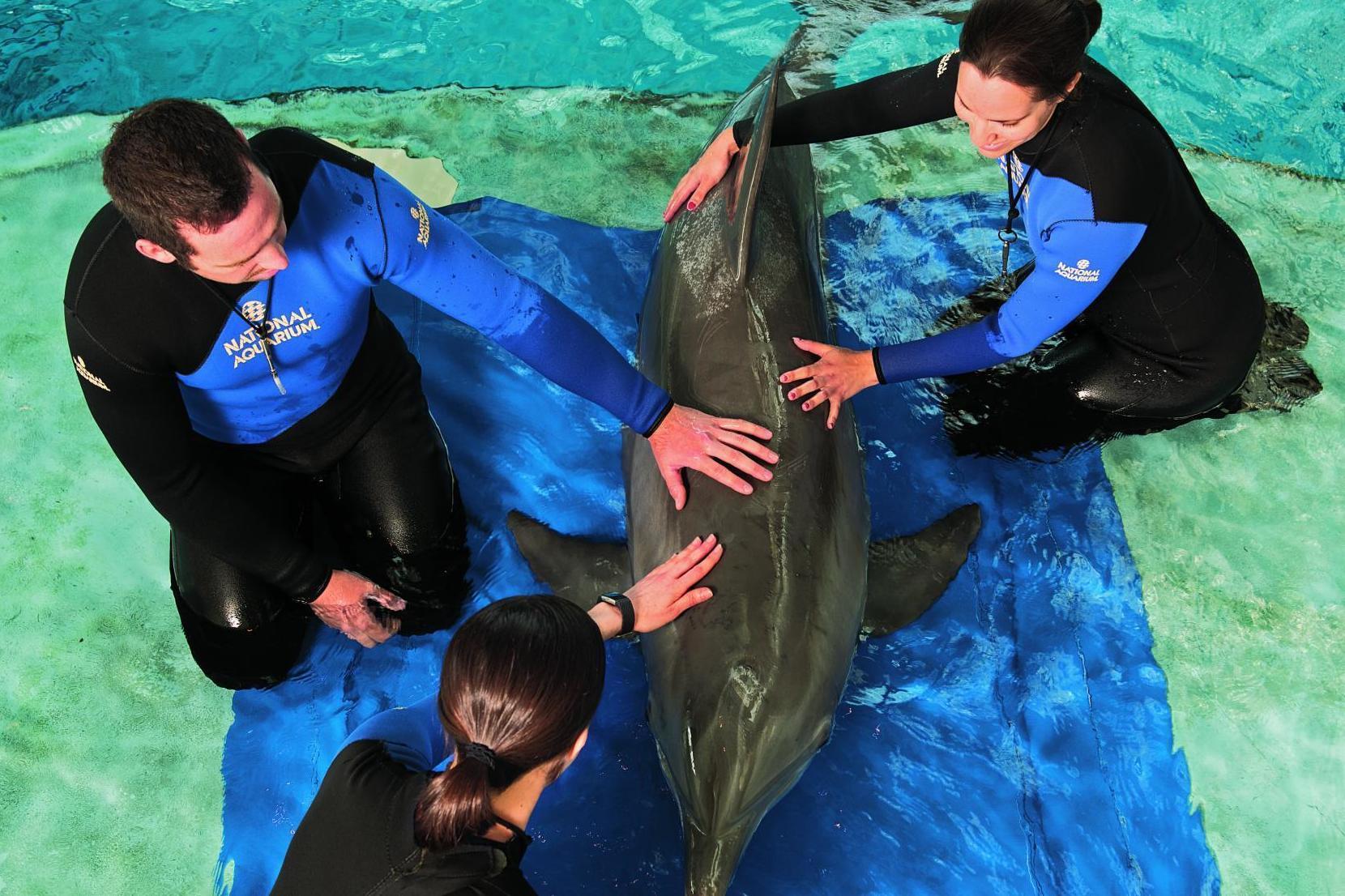 A dolphin undergoing stretcher training to prepare it for transportation