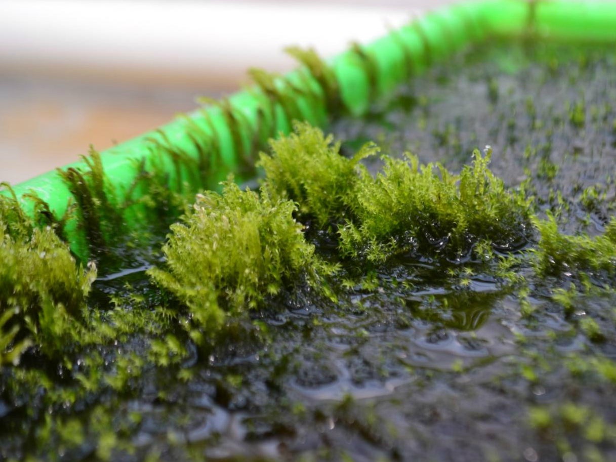 Aquatic moss in Stockholm University greenhouse - is this the answer to arsenic contamination?