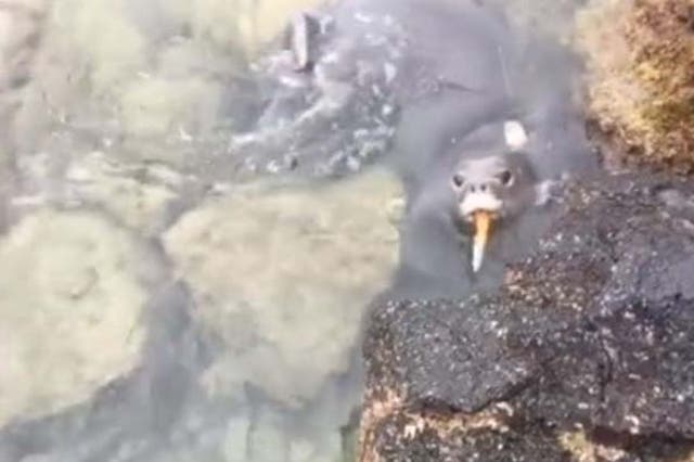 A monk seal pup is filmed brandishing a knife in Hawaii