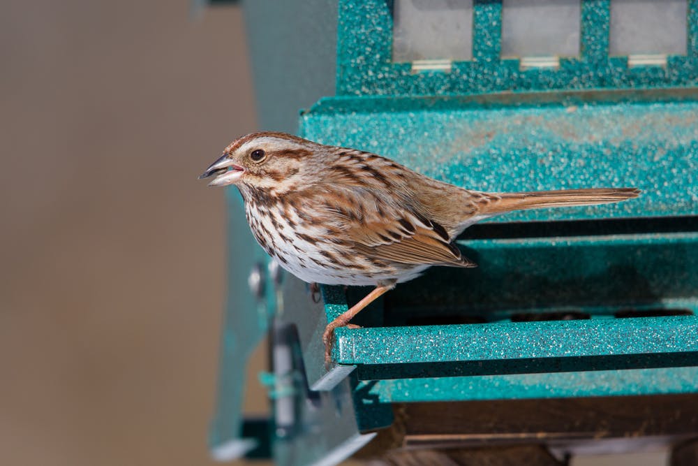 A song sparrow: urban birds’ bolder behaviour may help them find food in their city habitats