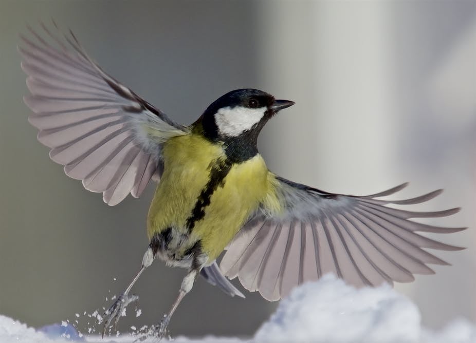 Urban great tits, like many other European species, are more tolerant of human disturbance than their counterparts in the wild