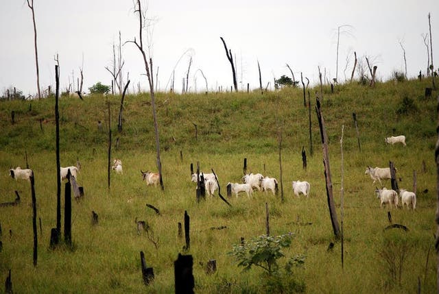 Cattle ranching is a leading cause of deforestation in Brazil