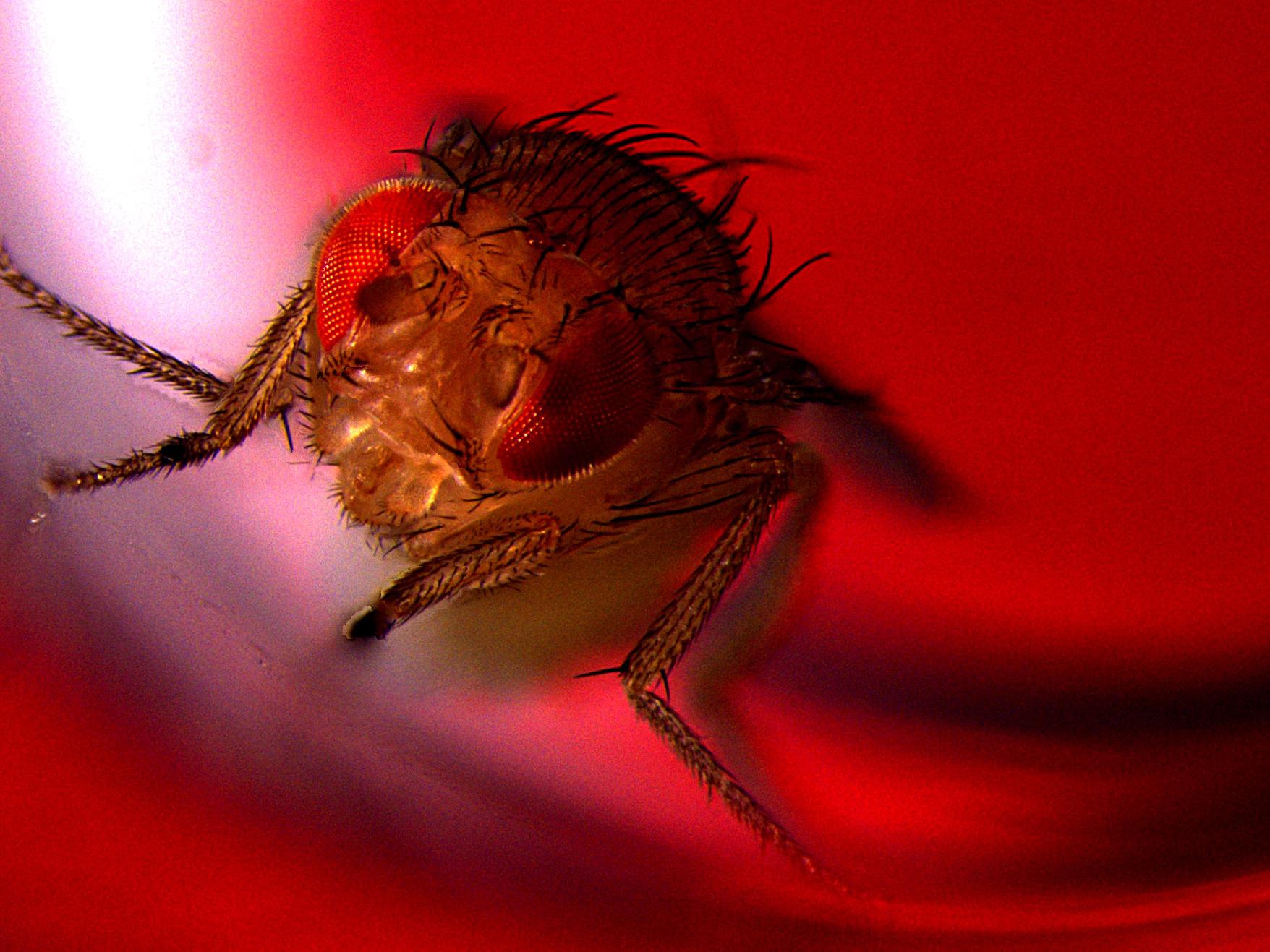 Red light district: male fruit flies were genetically engineered to ejaculate when exposed to red lights