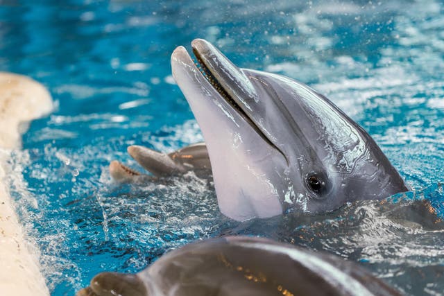 Maya is one of seven dolphins set to move to a more natural environment in Florida