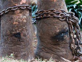 Elephants are shackled in heavy chains that wound the flesh (Action for Elephants UK)