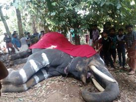 A dead tusker that suffered intestinal blockages is covered with a cloth. Most captive elephants die young after years of pain