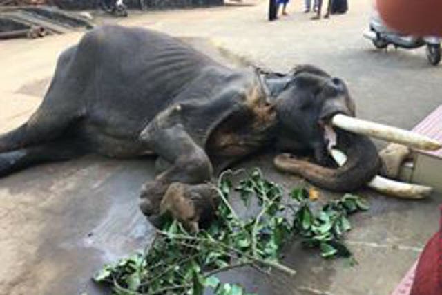 Fed the wrong diets, Kerala's elephants suffer malnourishment and die with painfully blocked intestines