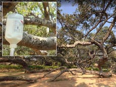 Dying 700-year-old tree put on drip to save it from termites