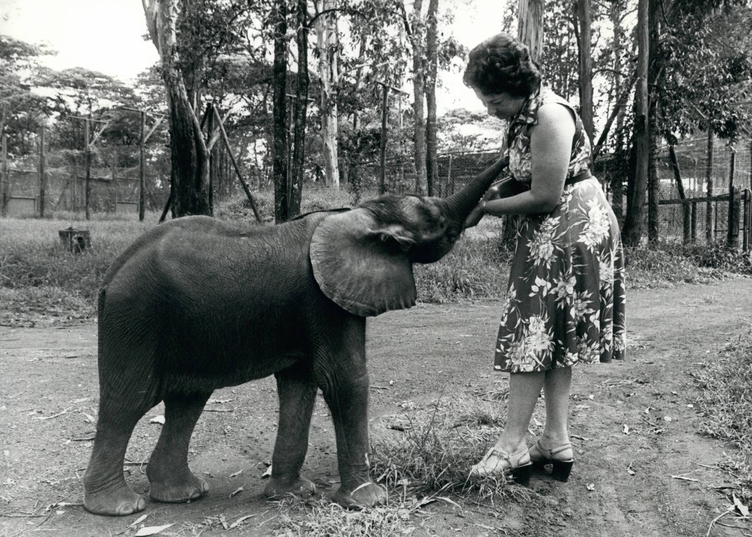 The David Sheldrick Trust has been reintroducing orphans back into the wild at Tsavo National Park since 1987