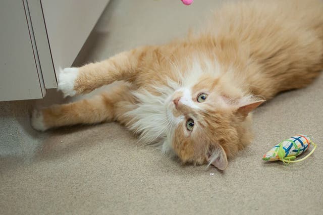 Toby the cat who walked for miles to be reunited with his family, only for them to ask for him to be put down, at the SPCA shelter before his adoption