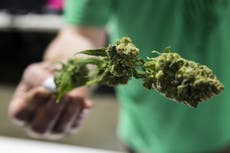 Senator Chuck Schumer introduces bill to decriminalise marijuana in US