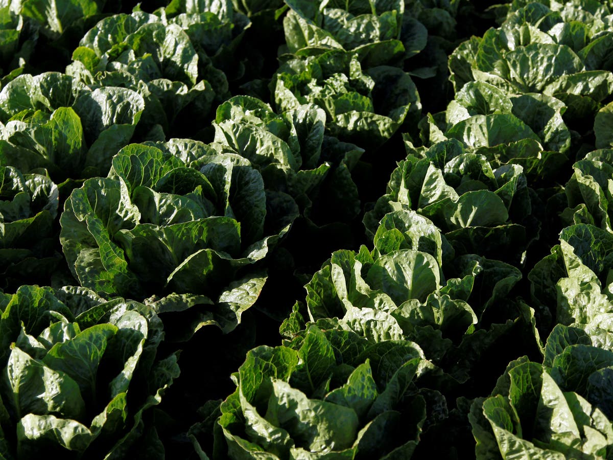 E Coli Outbreak Prompts Warning To Throw Away Romaine Lettuce The Independent The Independent 1779