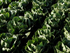 E Coli outbreak prompts warning to throw away Romaine lettuce