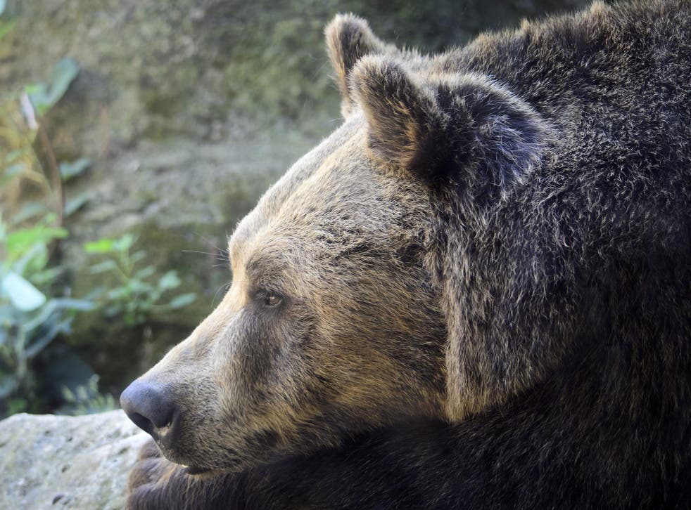 A Marsican bear like the one killed in Italy