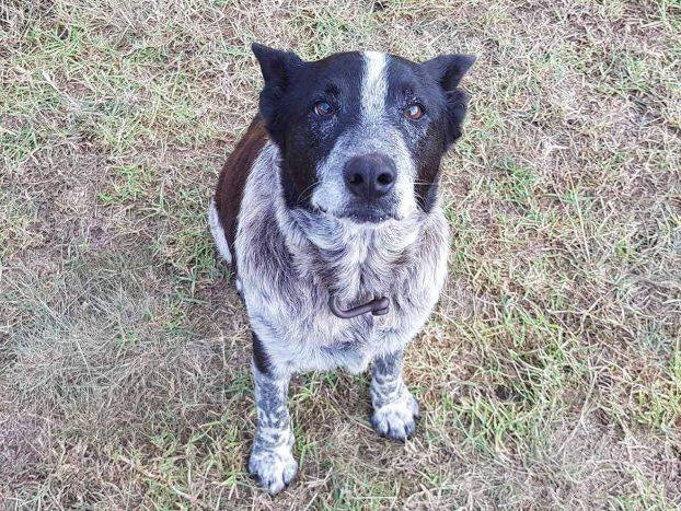 English Blue Picture Nangi Dog Sex - 17-year-old deaf and blind dog leads rescuers to missing girl in ...