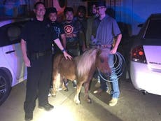 Police chase miniature horse through Texas streets