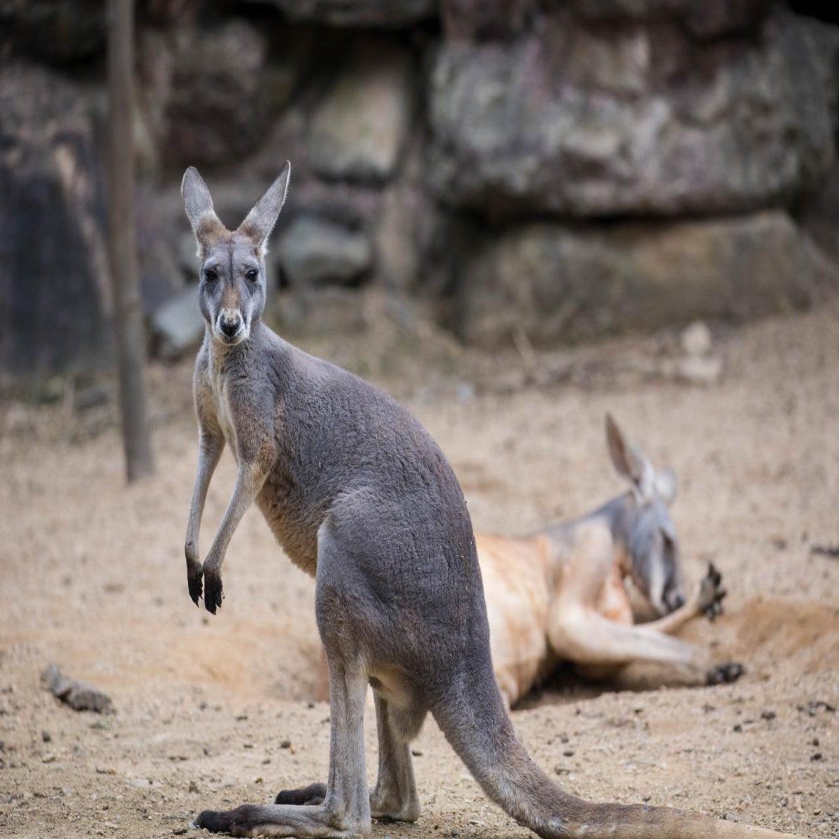 Kangaroo dies after zoo visitors throw rocks to make it hop | The  Independent | The Independent