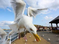 Belgian town to tackle seagull problem with contraceptives