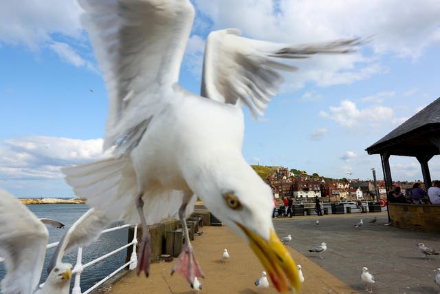 Seagulls are known to be more aggressive when they need to provide food for their young