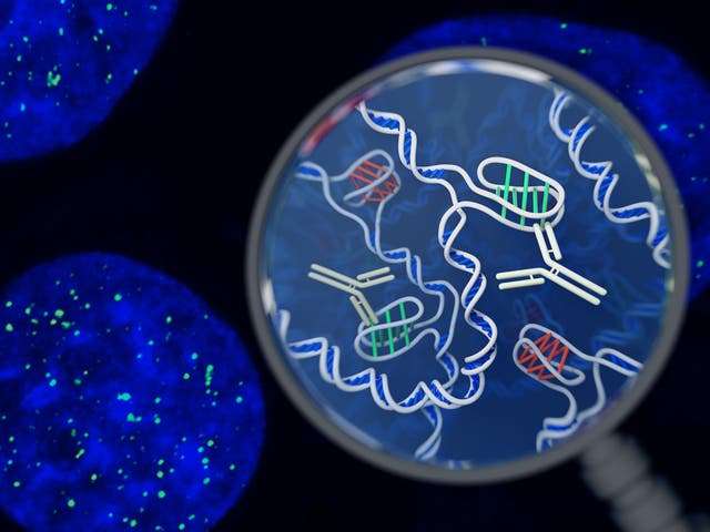 Artist's impression of the i-motif DNA structure inside cells, along with the antibody-based tool used to detect it