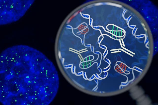Artist's impression of the i-motif DNA structure inside cells, along with the antibody-based tool used to detect it