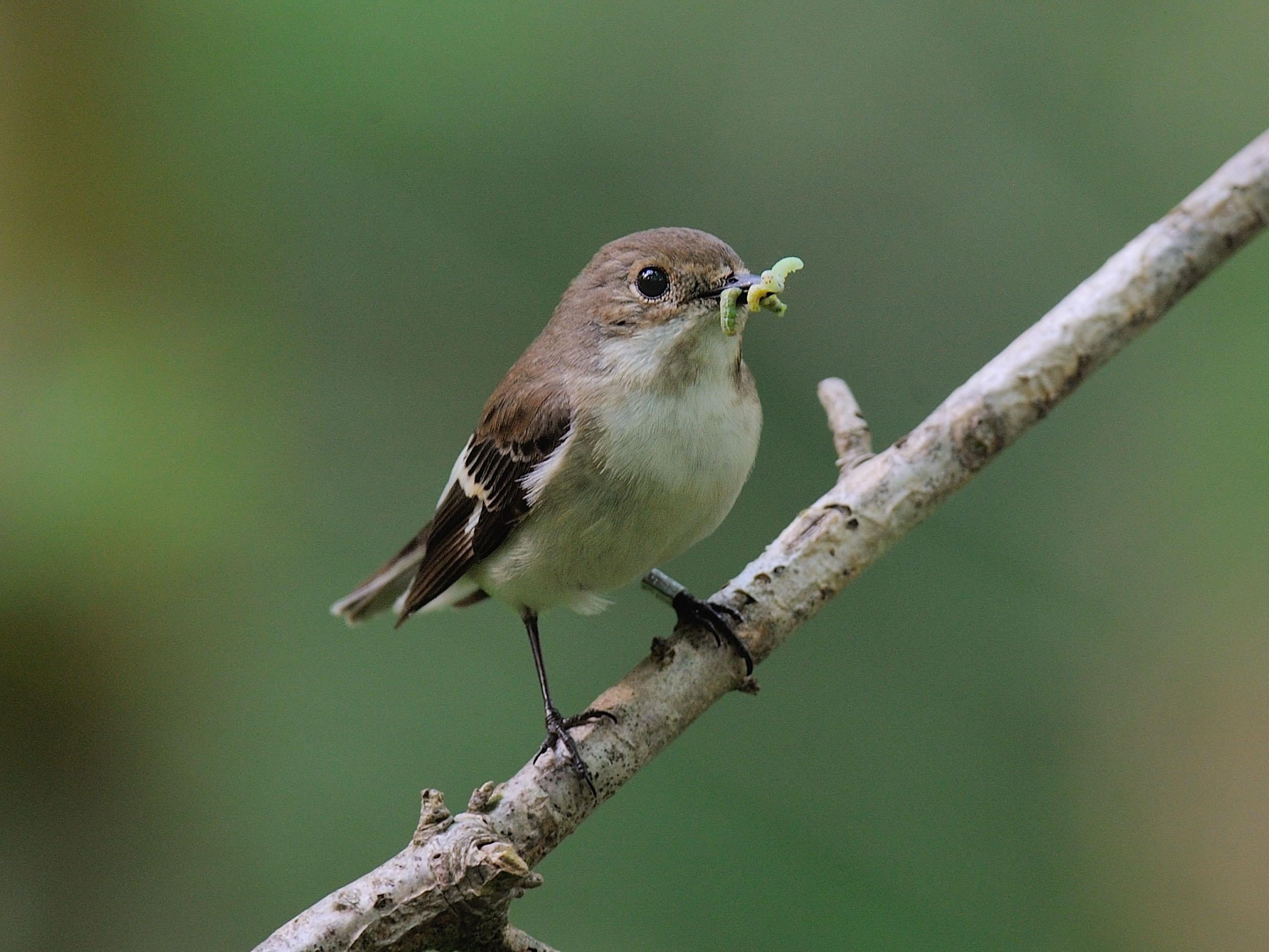 Female pied flycatcher: this species is finding it particularly difficult to adapt to the UK's changing climate
