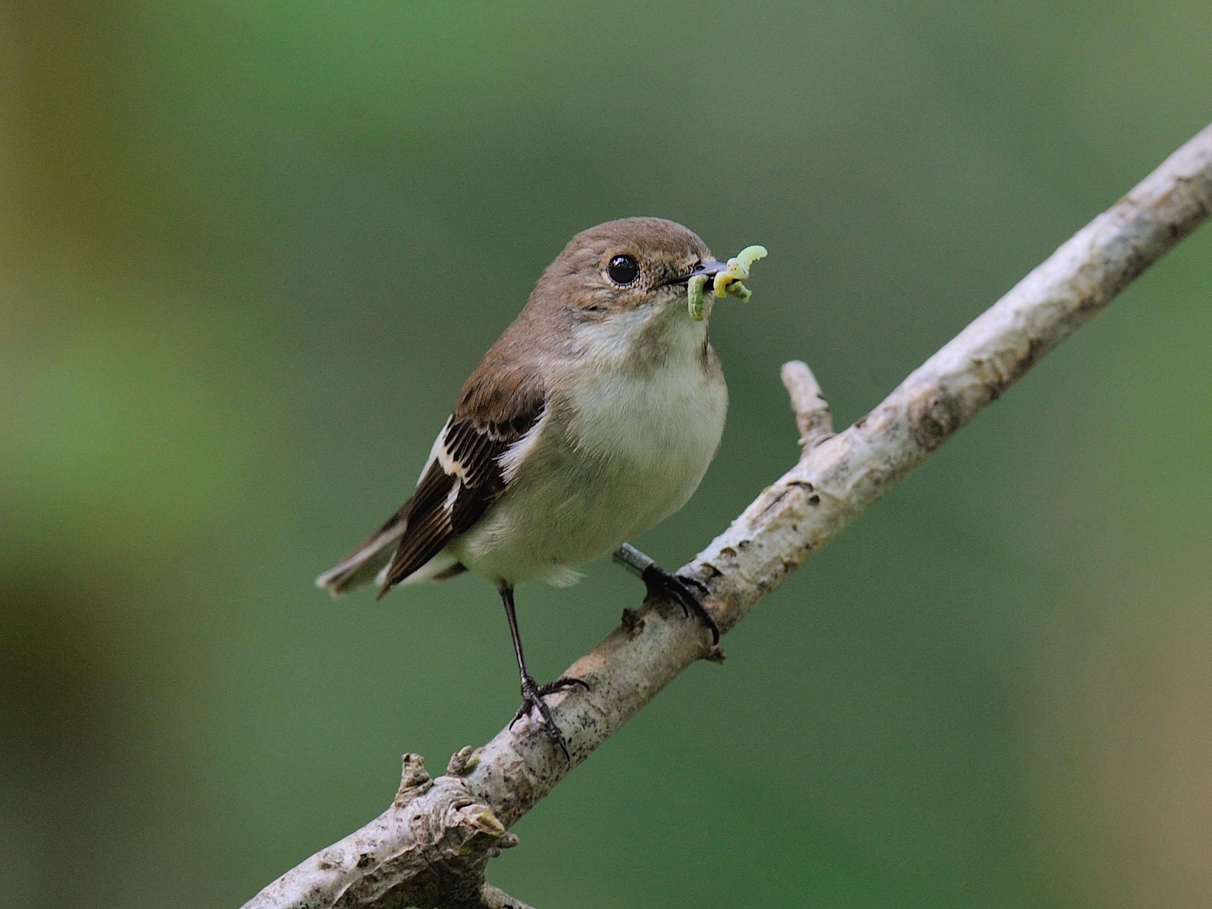 flycatcher uk