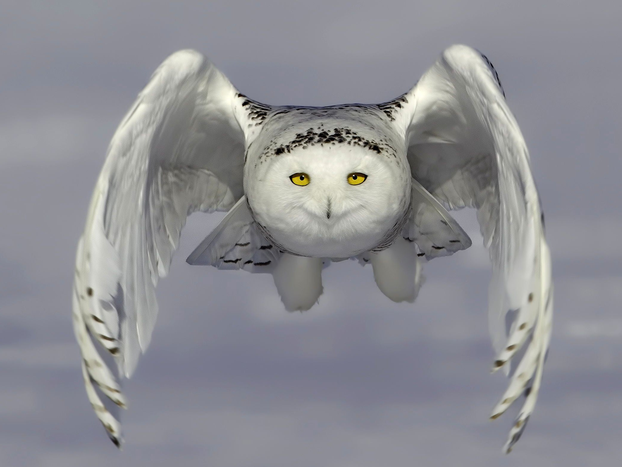 A snowy owl pictured flying just above the ground in Ontario, Canada