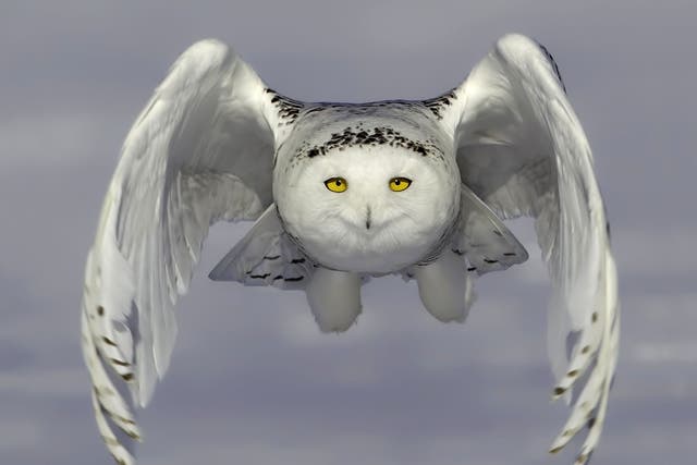 A snowy owl pictured flying just above the ground in Ontario, Canada