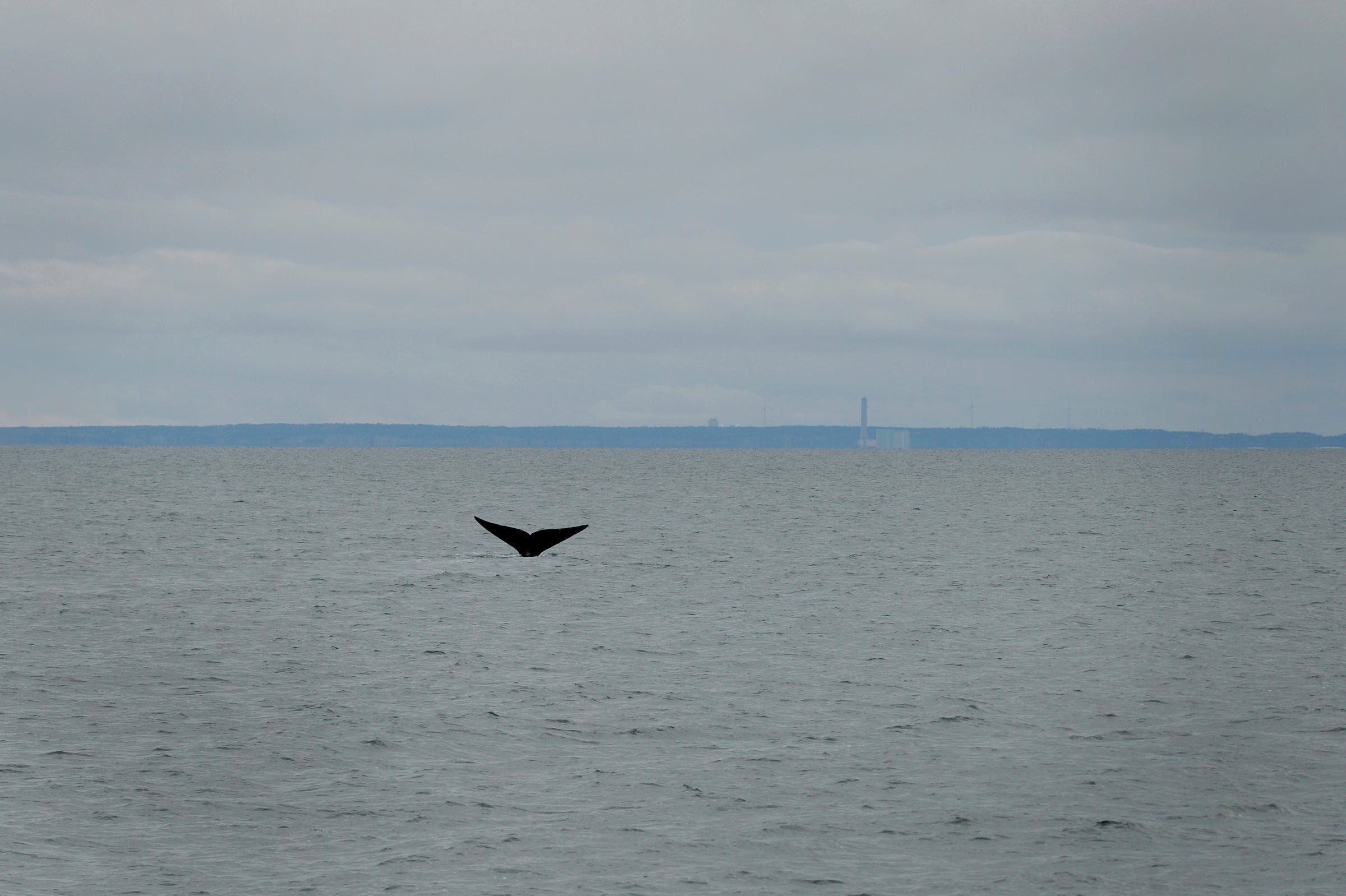 A critically endangered North Atlantic right whale takes a dive for plankton (Jamie Cotten/Washington Post)