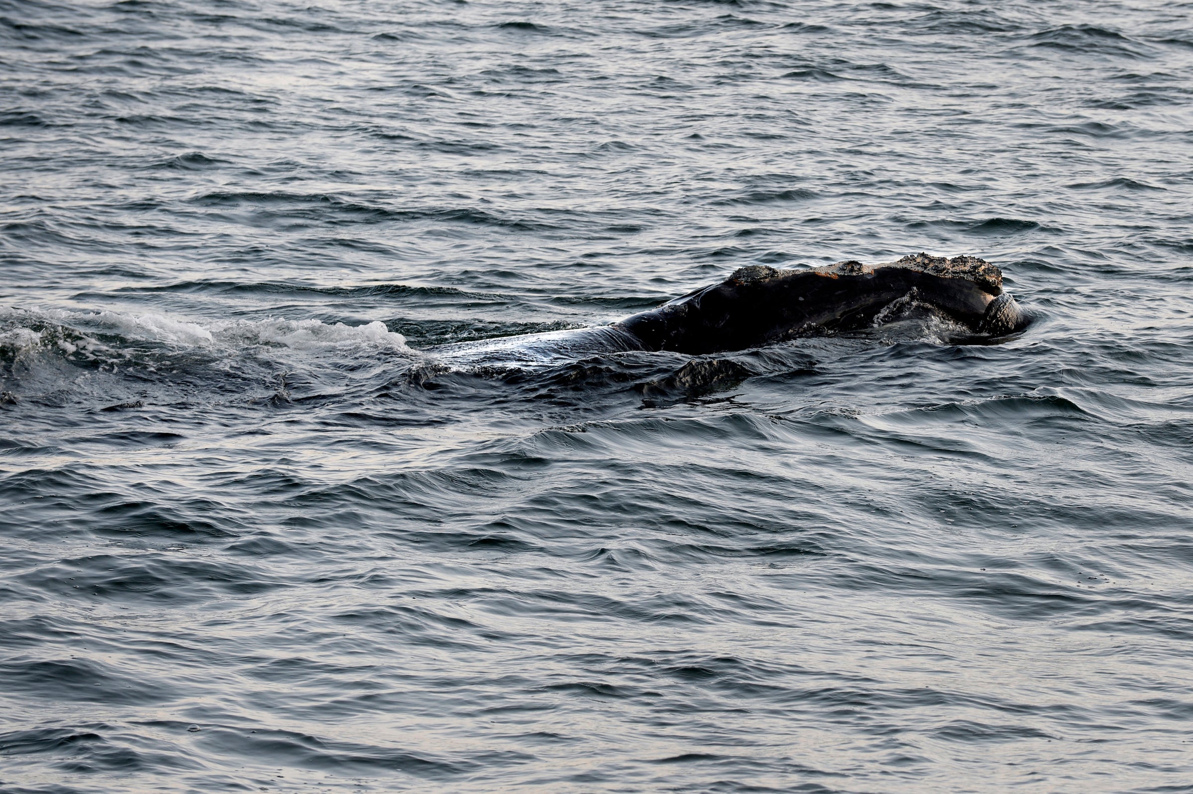 North Atlantic right whales are on the brink of extinction with only around 450 remaining in the world, and entanglements in fishing gear are a major factor