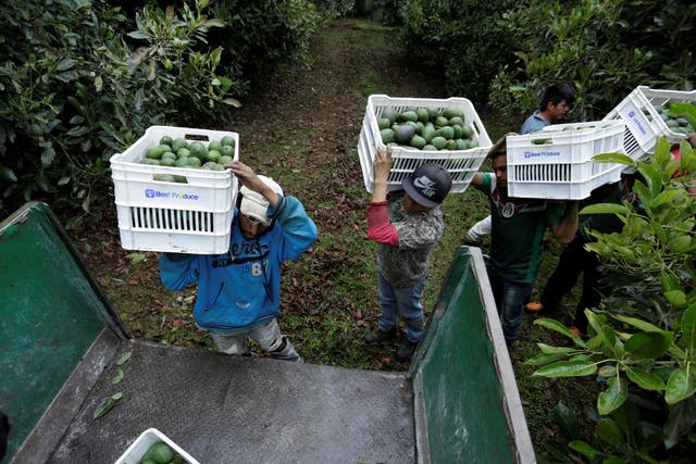 Farm workers carry crates of freshly picked avocados on a farm in Tacambaro, Mexico. The new EU-Mexico deal opens up trade in agricultural produce for the first time between the two countries.