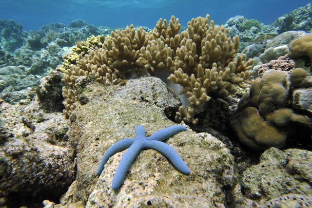 The marine species is under threat due to the effects of warmer waters