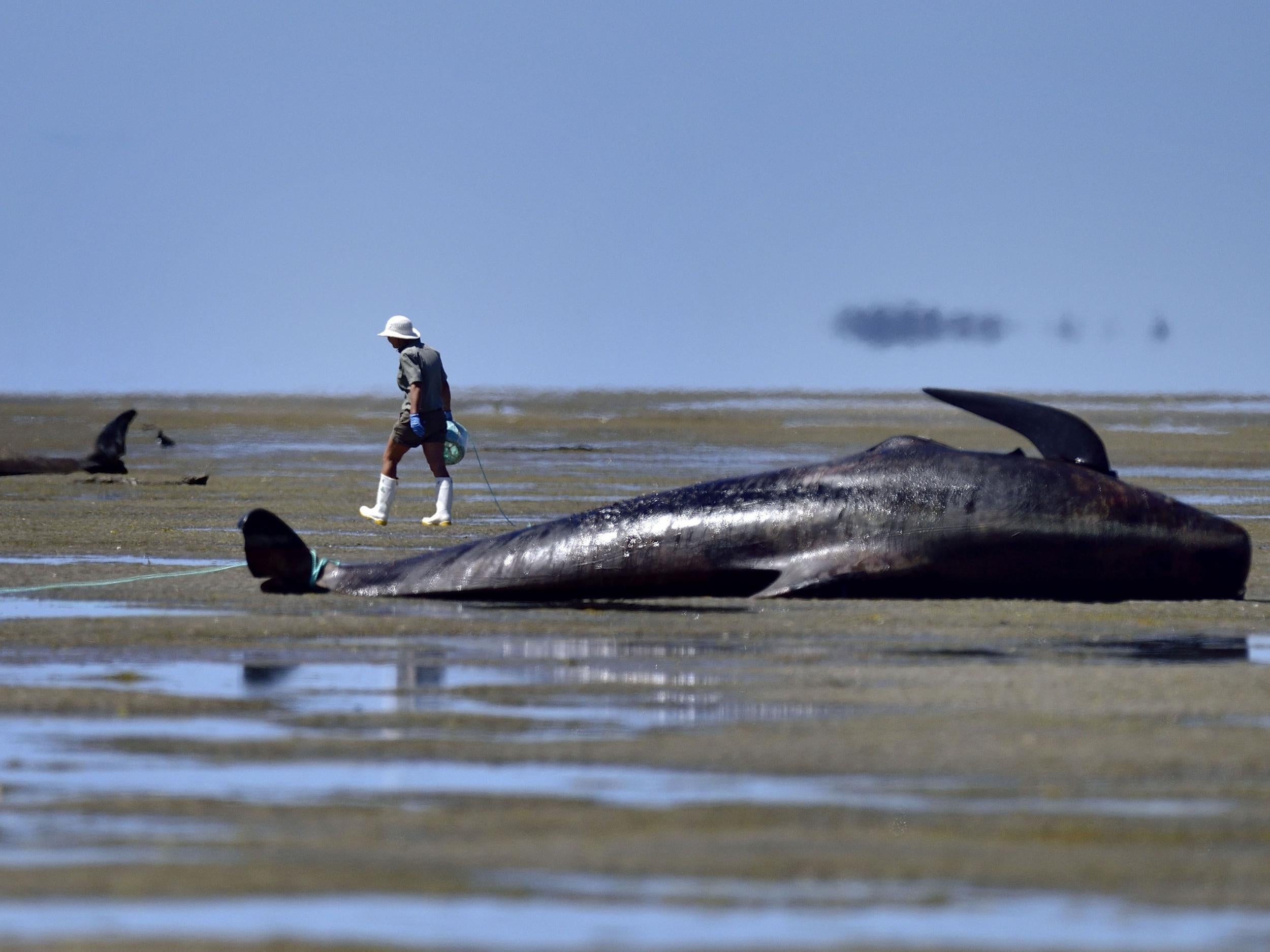 Whale standings have been linked to rare occasions on which these marine mammals have suffered from the bends