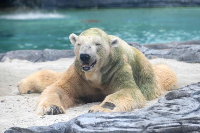 Calls for Inuka to be allowed to live out his natural life grew after the zoo operator said this month that the bear was sick
