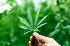 Zimbabwe government approves country's first cannabis farm
